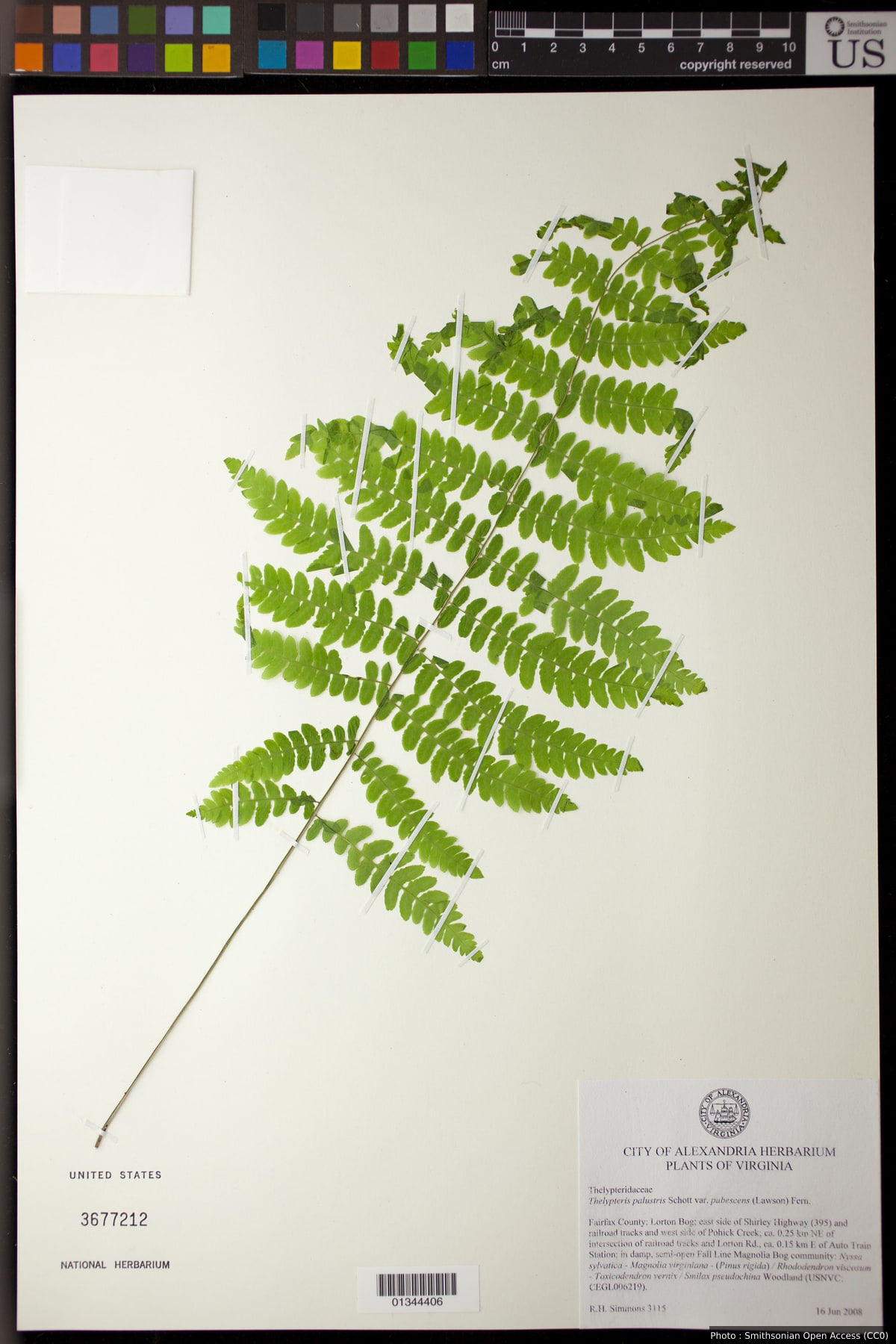 Thelypteris palustris var. pubescens (Laws.) Fernald