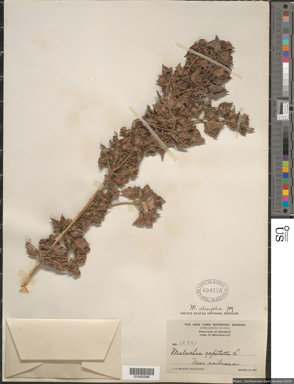 Malachra alceifolia Jacq. var. alceifolia