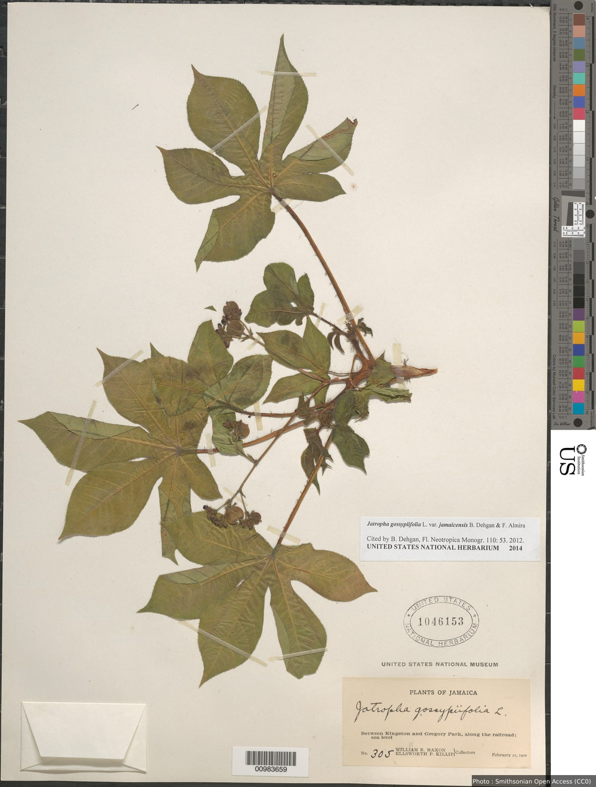 Jatropha gossypiifolia var. jamaicensis Dehgan & Almira