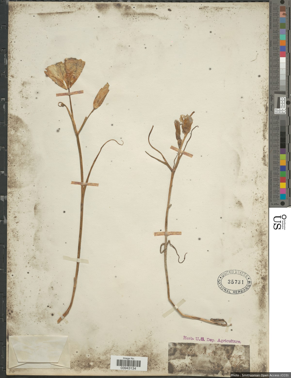Calochortus sp.