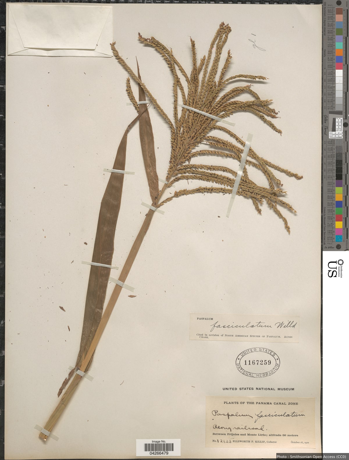 Paspalum fasciculatum Willd. ex Flüggé