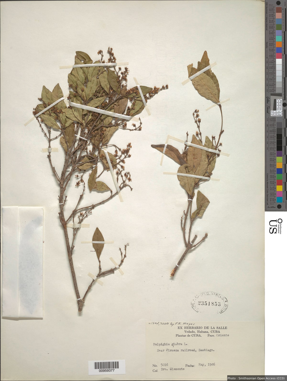 Malpighia glabra L.