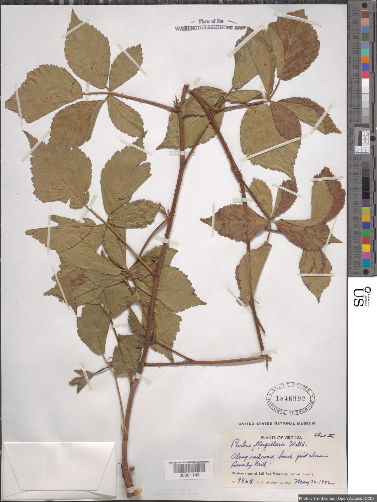 Rubus flagellaris Willd.