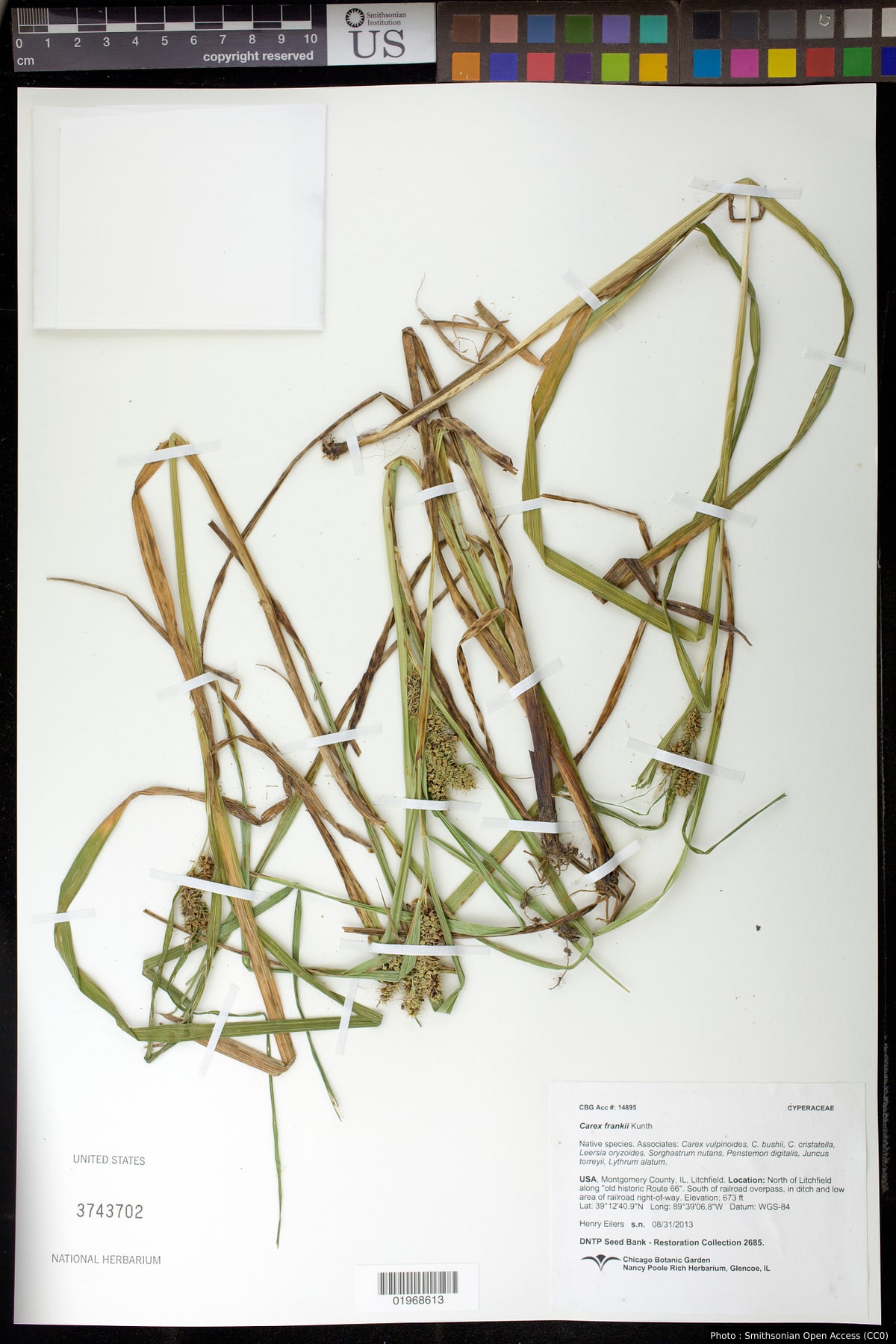 Carex frankii Kunth