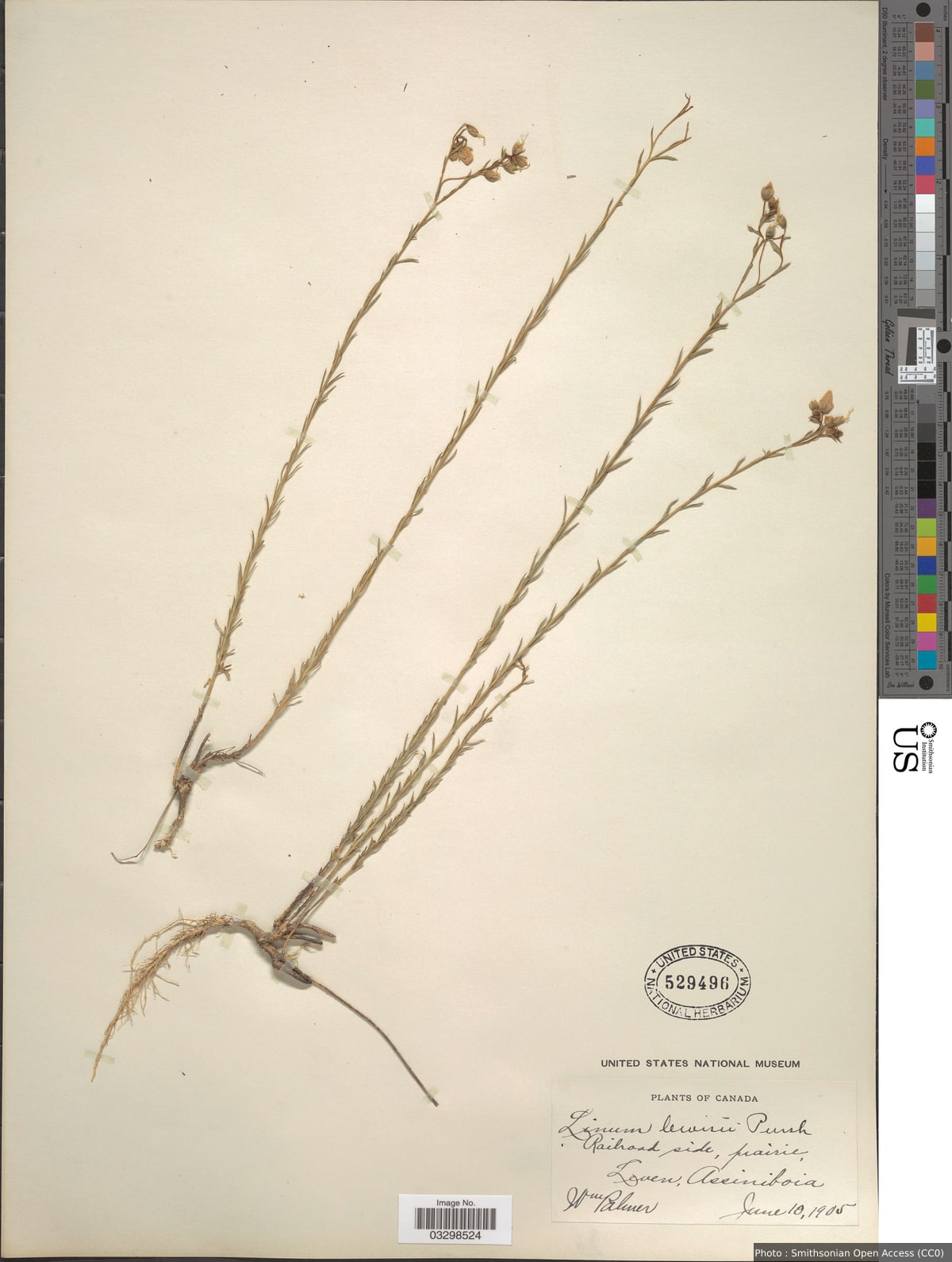 Linum lewisii Pursh