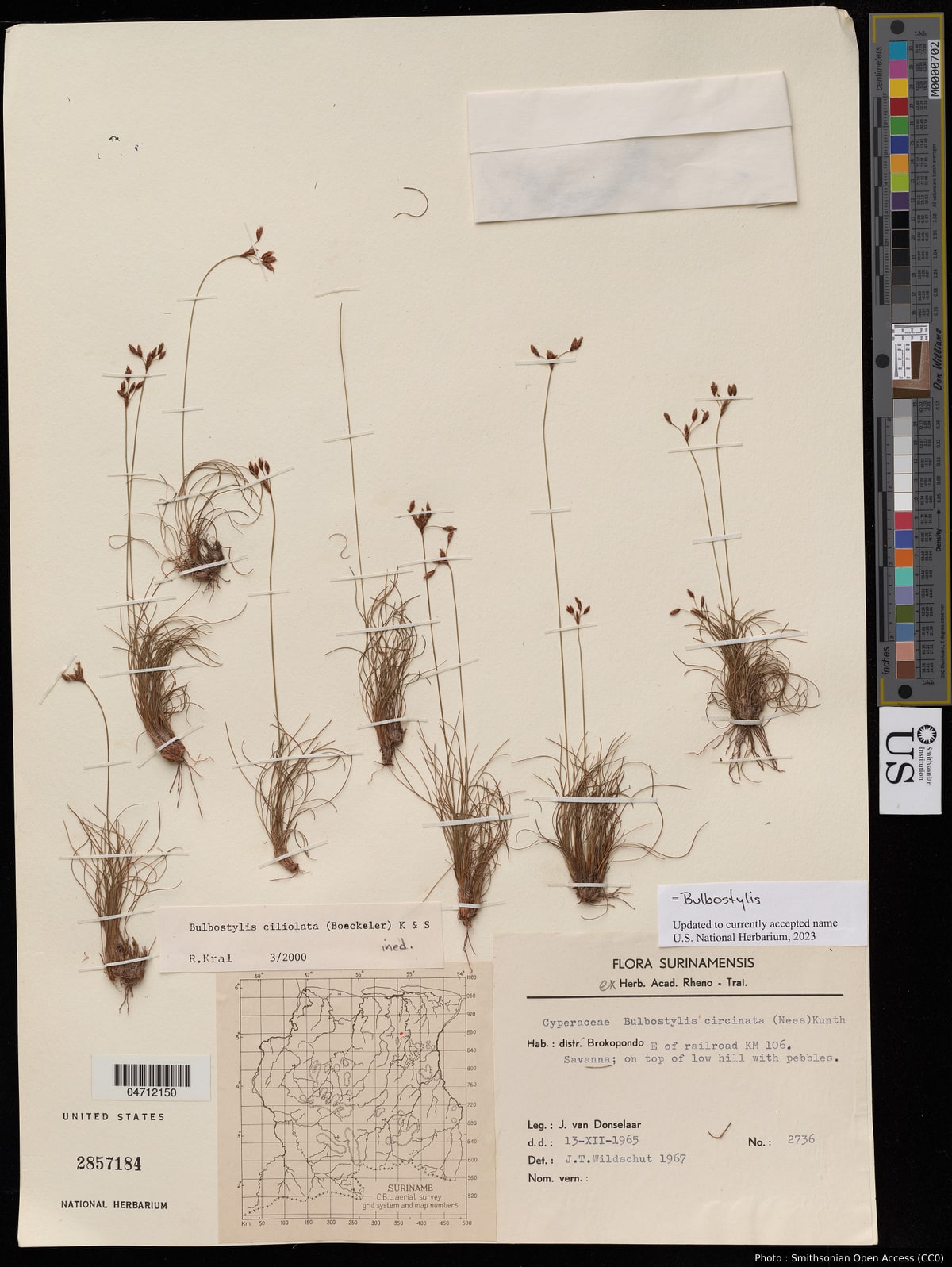 Bulbostylis sp.