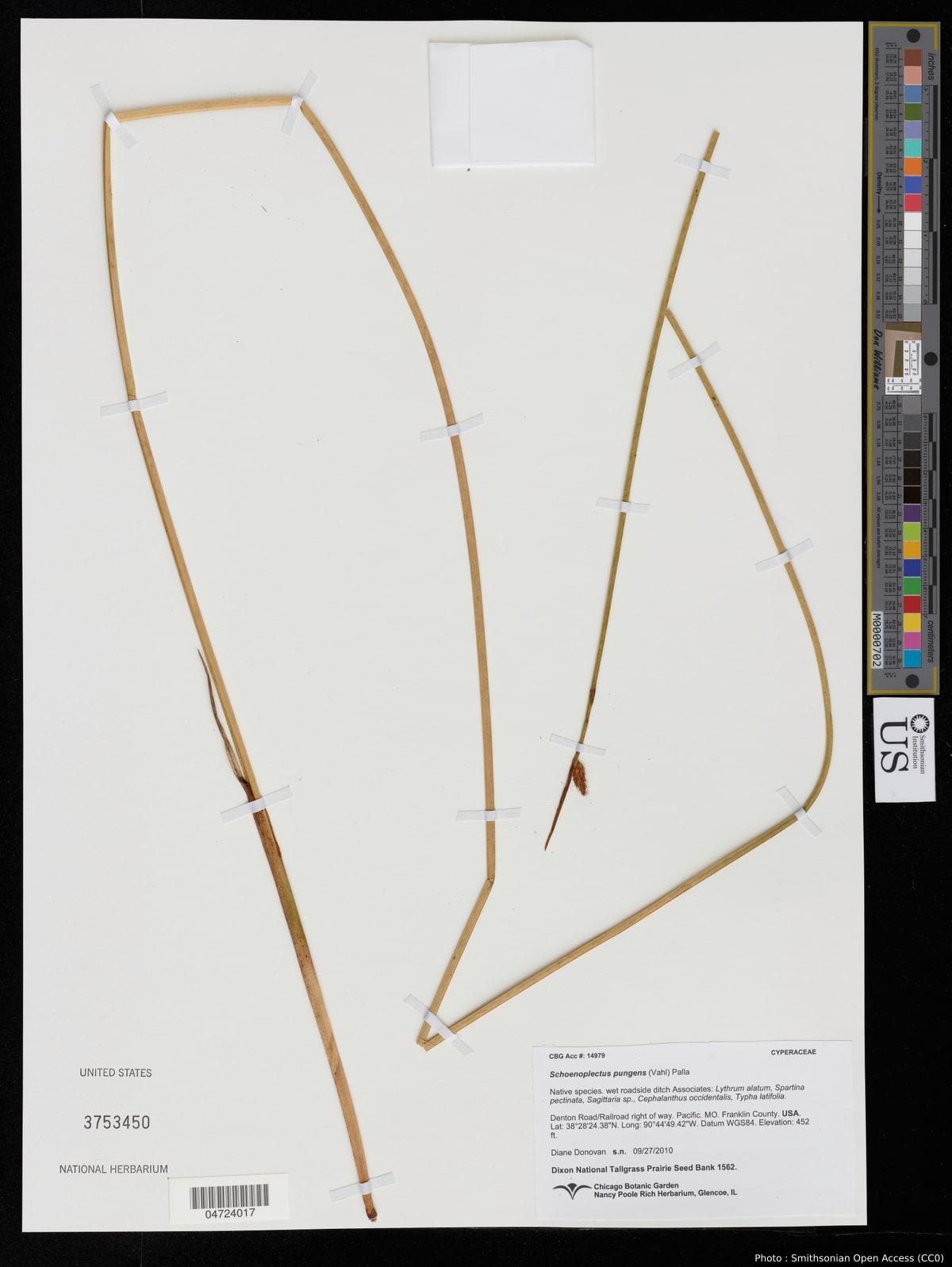 Schoenoplectus pungens (Vahl) Palla