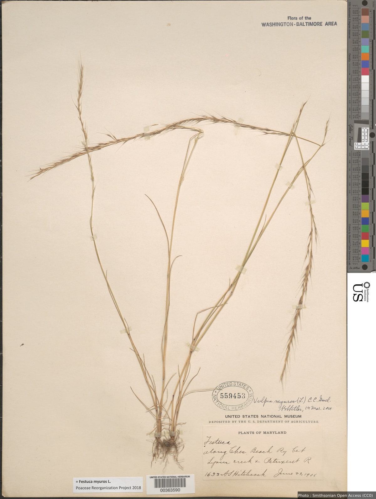 Festuca myuros L.