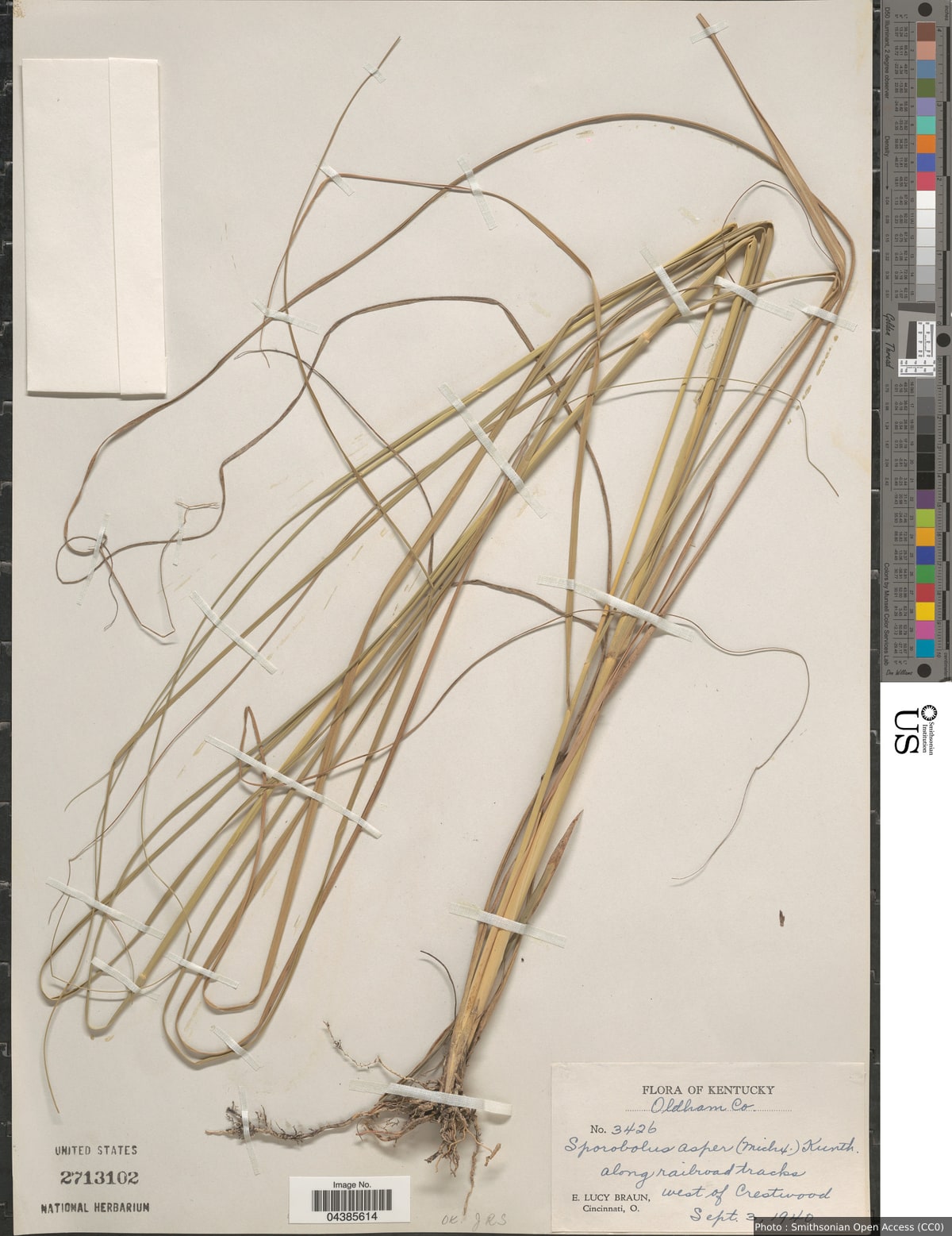 Sporobolus compositus (Poir.) Merr.