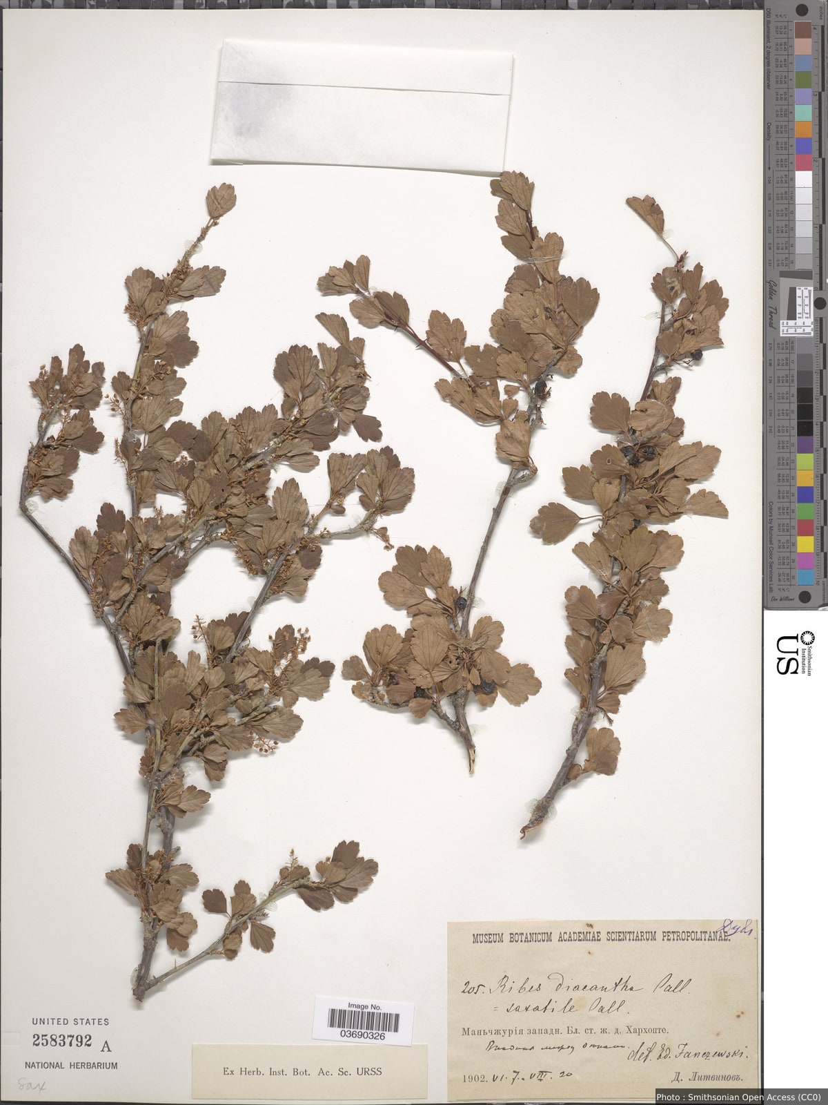 Ribes orientale Desf.