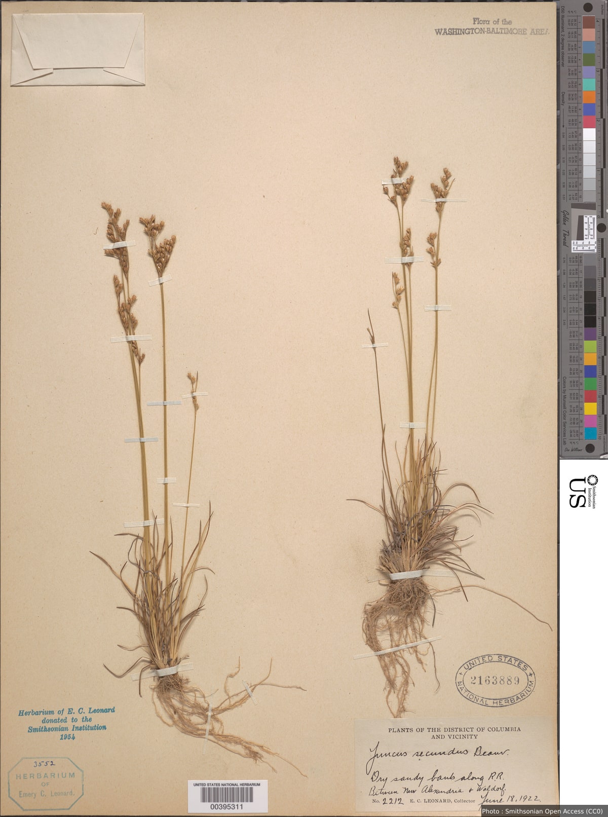 Juncus secundus P. Beauv.
