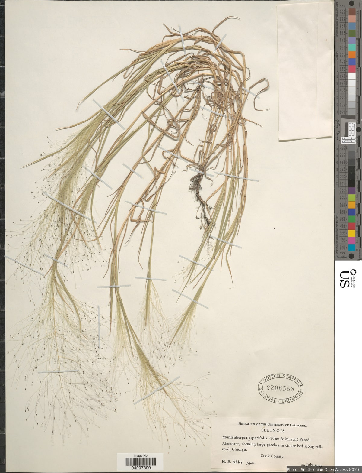 Muhlenbergia asperifolia (Nees & Meyen ex Trin.) Parodi