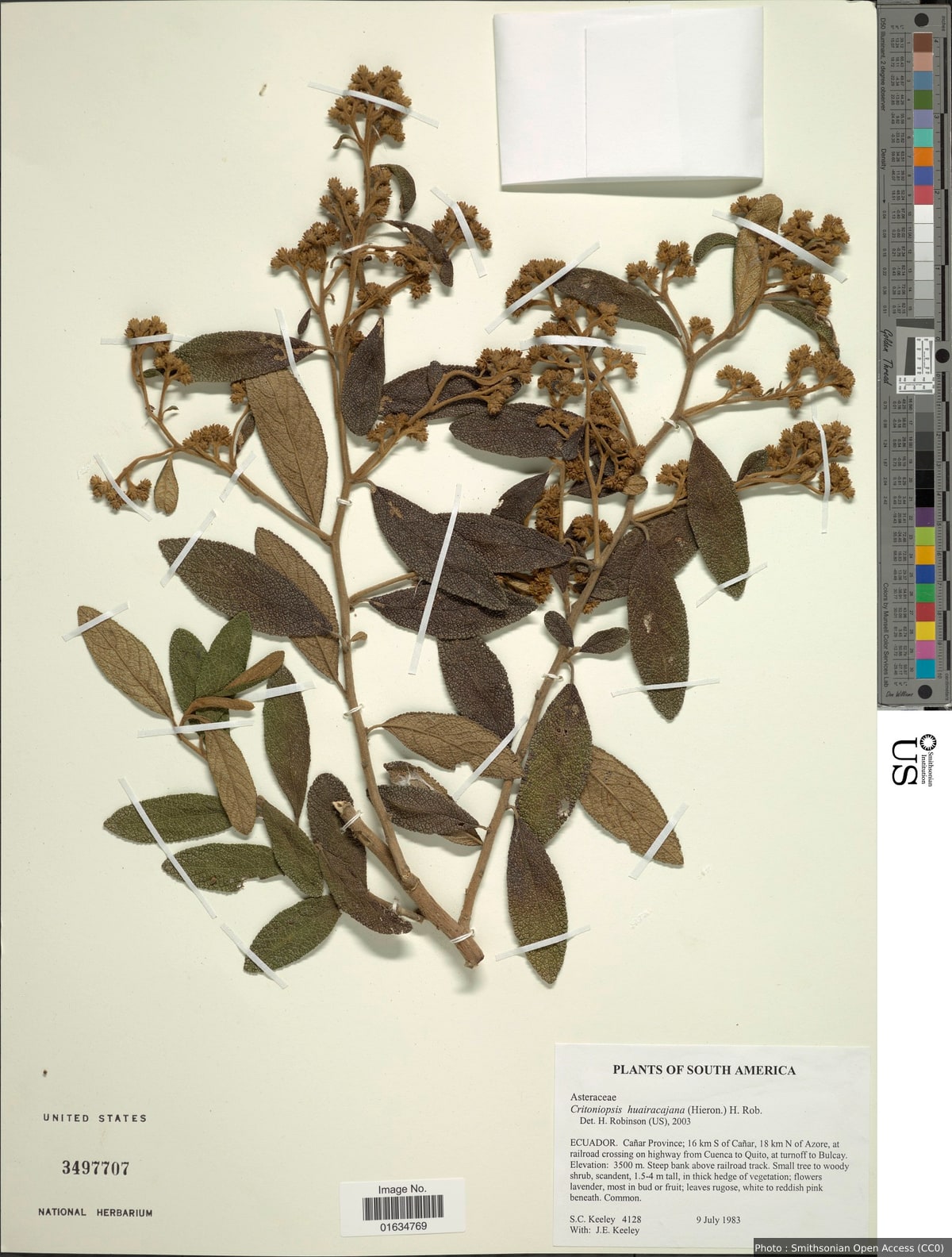Critoniopsis huairacajana (Hieron.) H. Rob.
