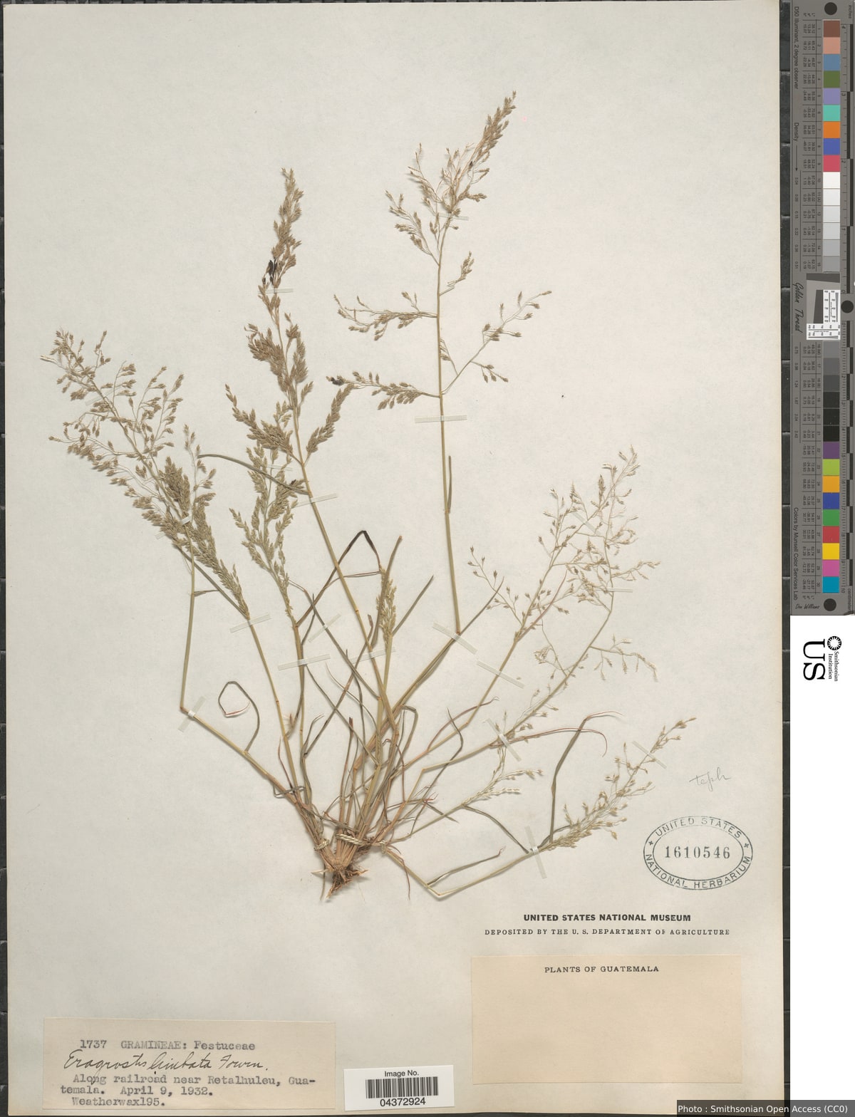 Eragrostis pectinacea var. miserrima (E. Fourn.) Reeder