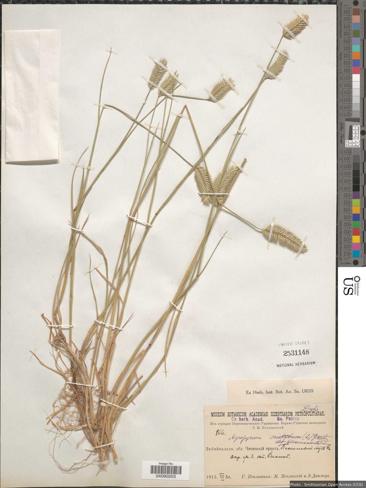 Agropyron cristatum (L.) Gaertn.