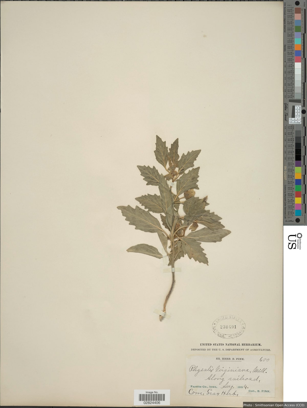 Physalis virginiana Mill.