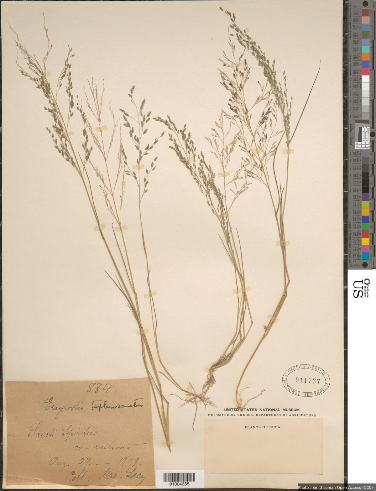 Eragrostis tephrosanthos Roem. & Schult.