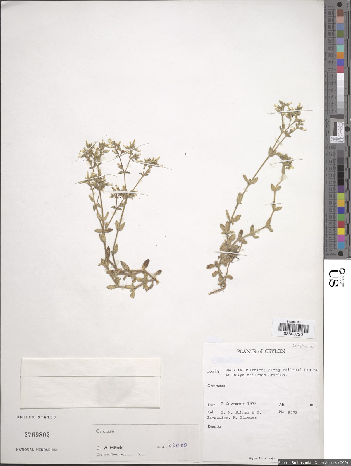 Cerastium sp.