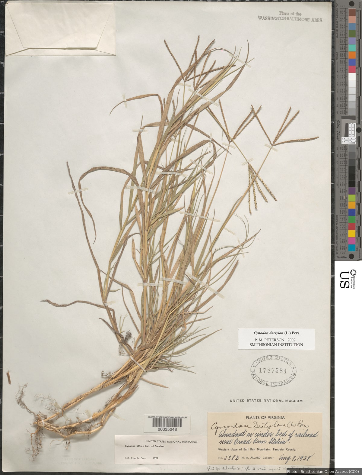 Cynodon dactylon (L.) Pers.