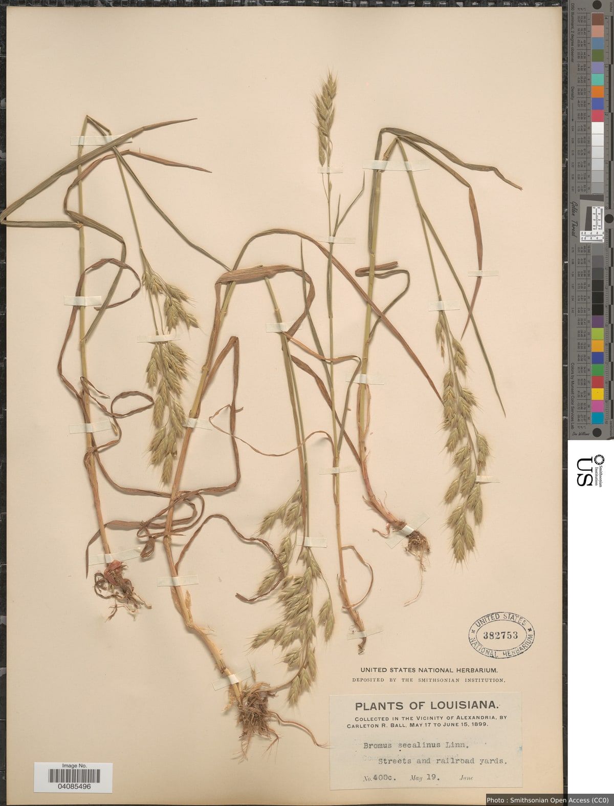Bromus secalinus L.