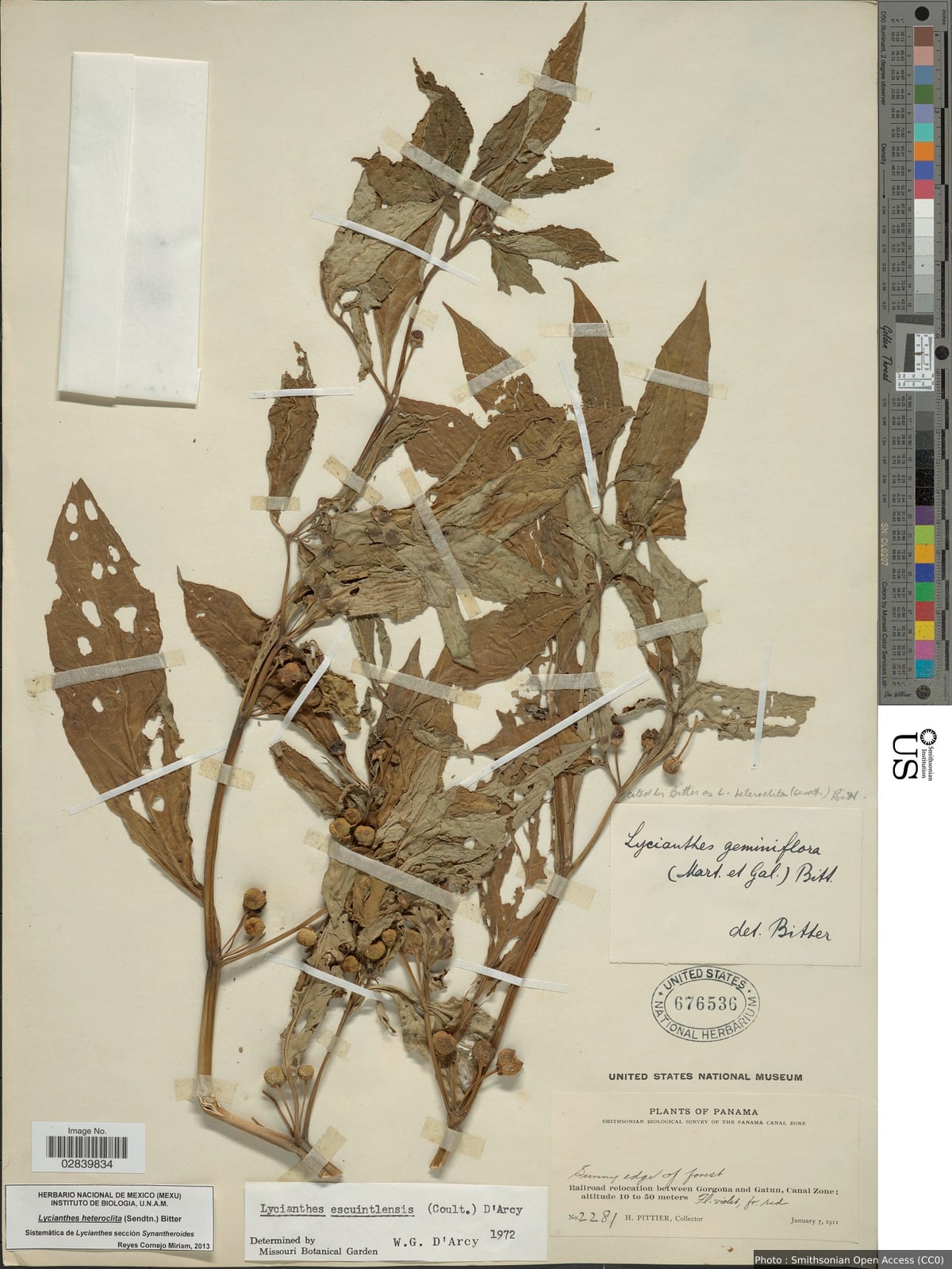 Lycianthes heteroclita (Sendtn.) Bitter