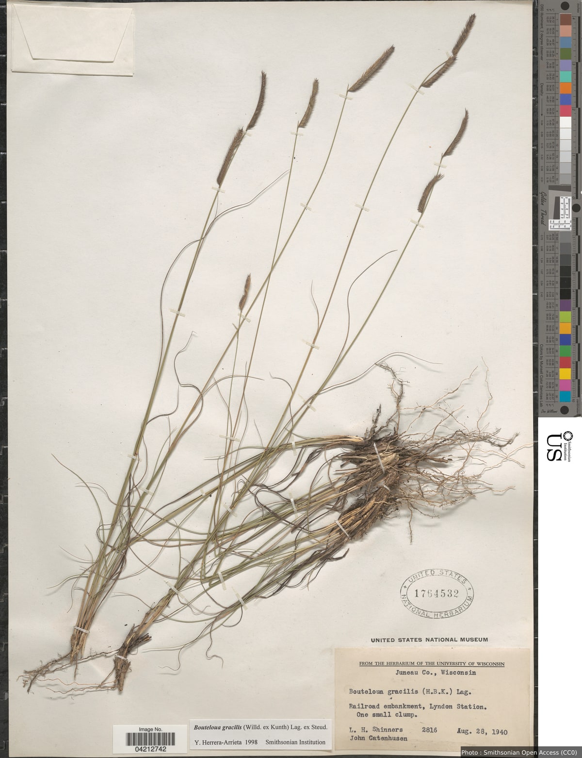Bouteloua gracilis (Kunth) Lag. ex Griffiths