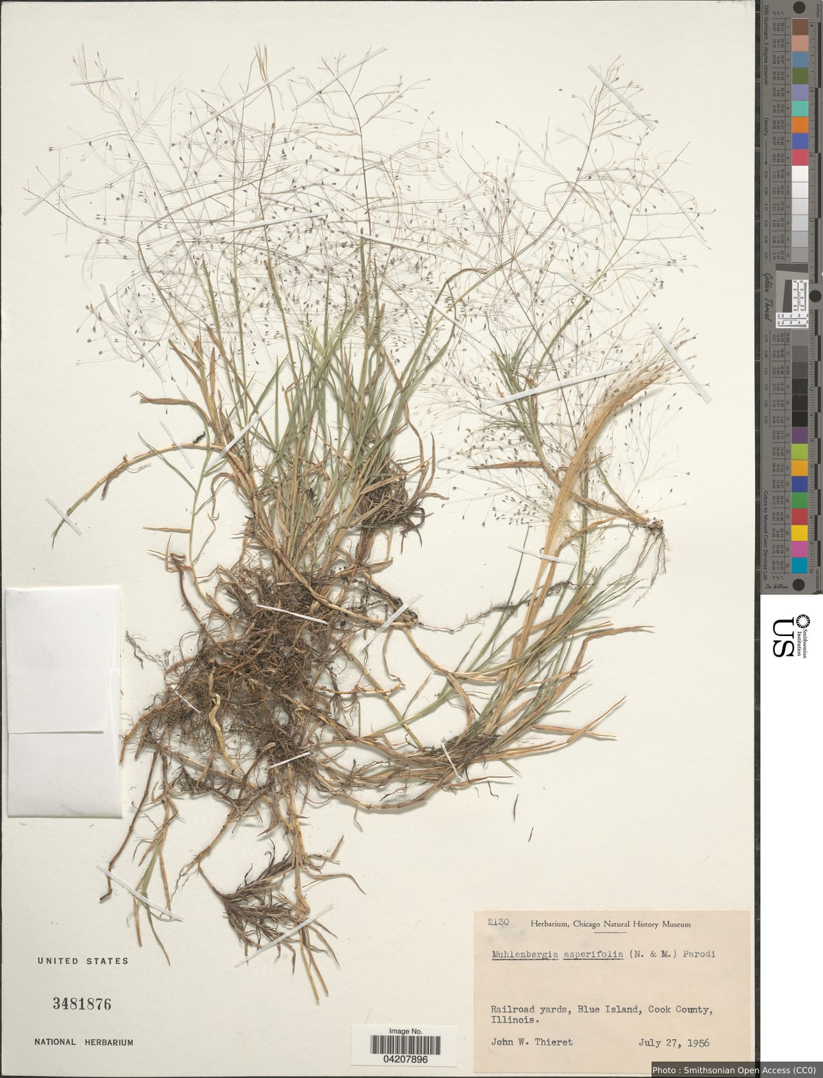 Muhlenbergia asperifolia (Nees & Meyen ex Trin.) Parodi