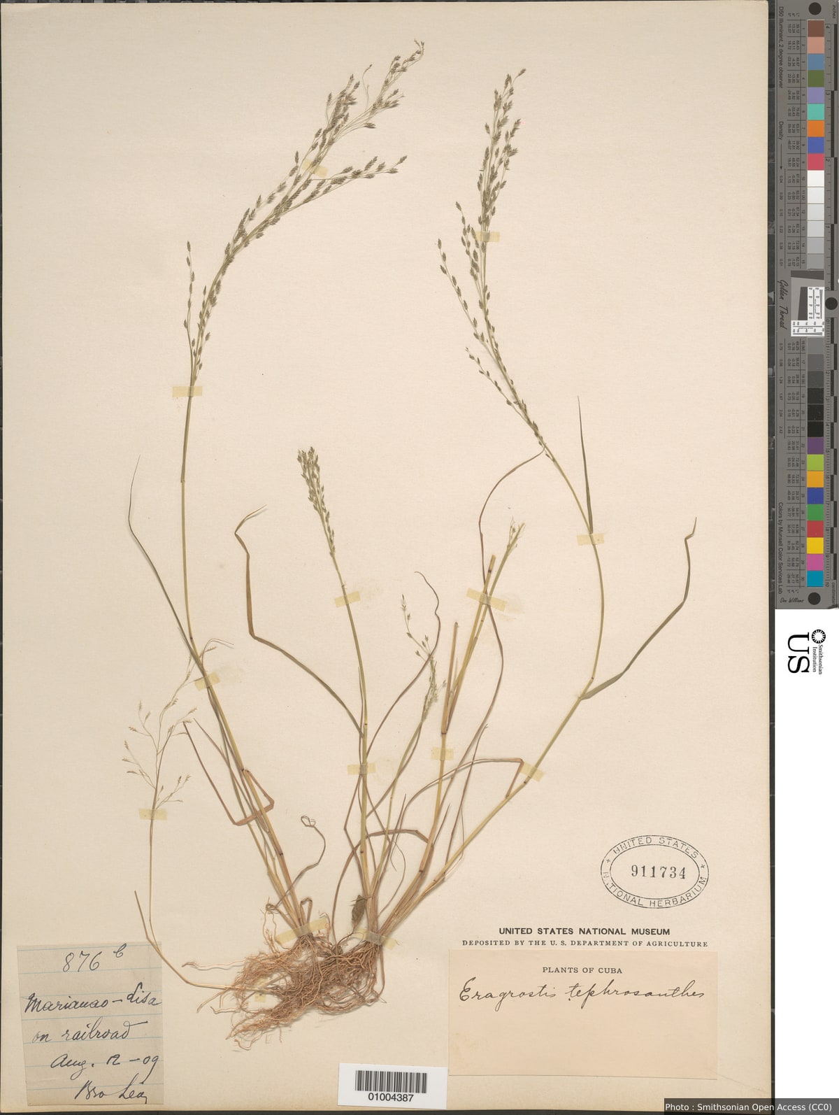 Eragrostis tephrosanthos Roem. & Schult.