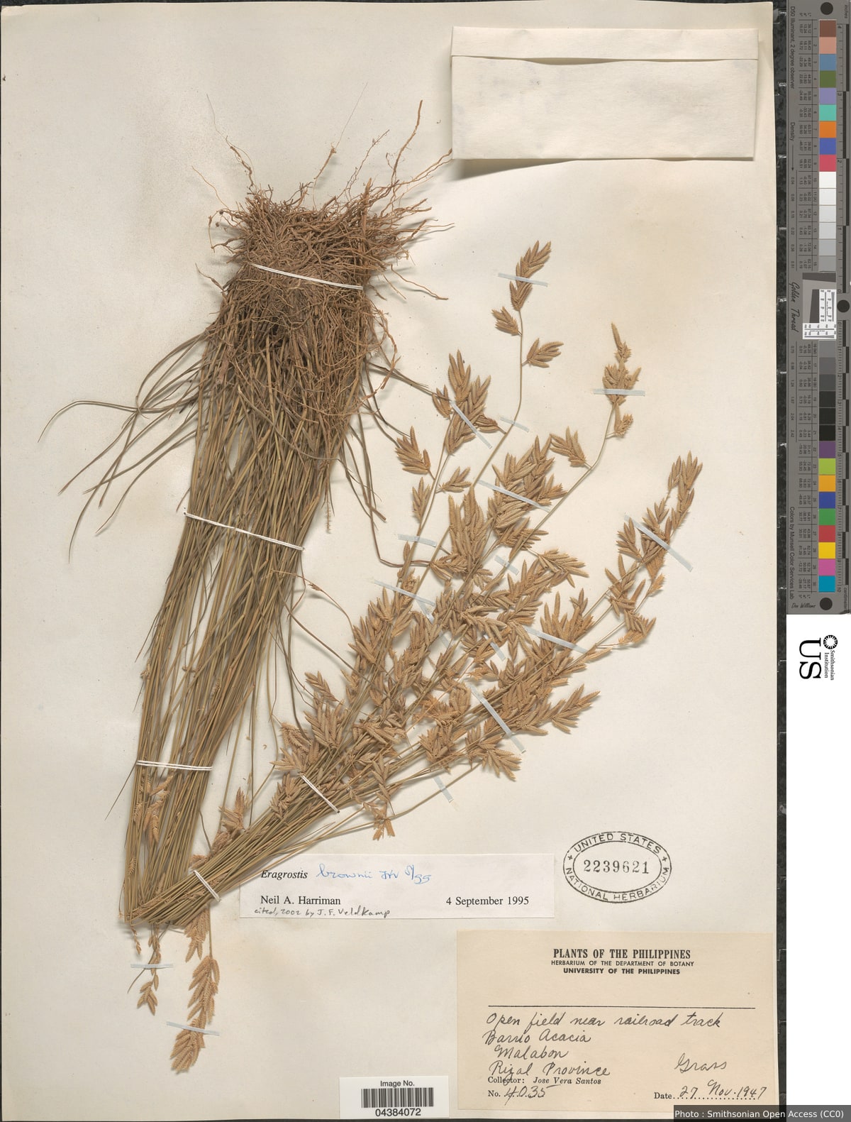 Eragrostis brownii (Kunth) Nees