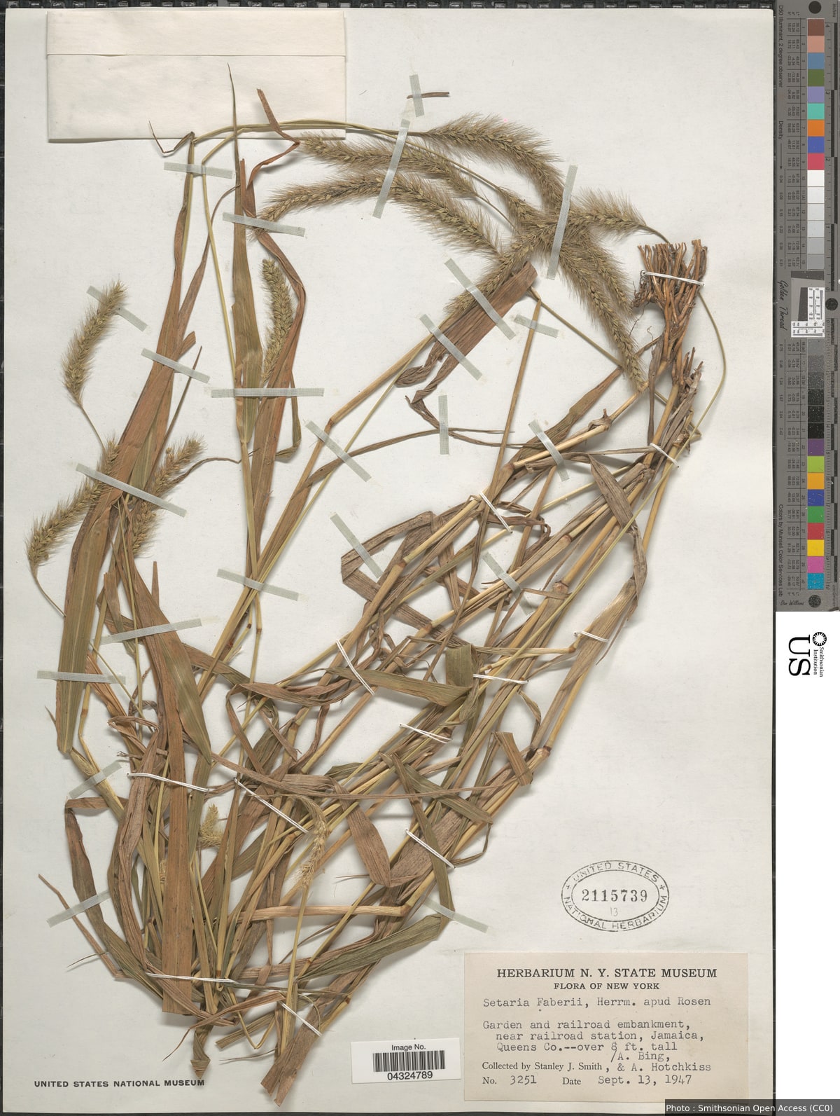 Setaria faberi R.A.W. Herrm.
