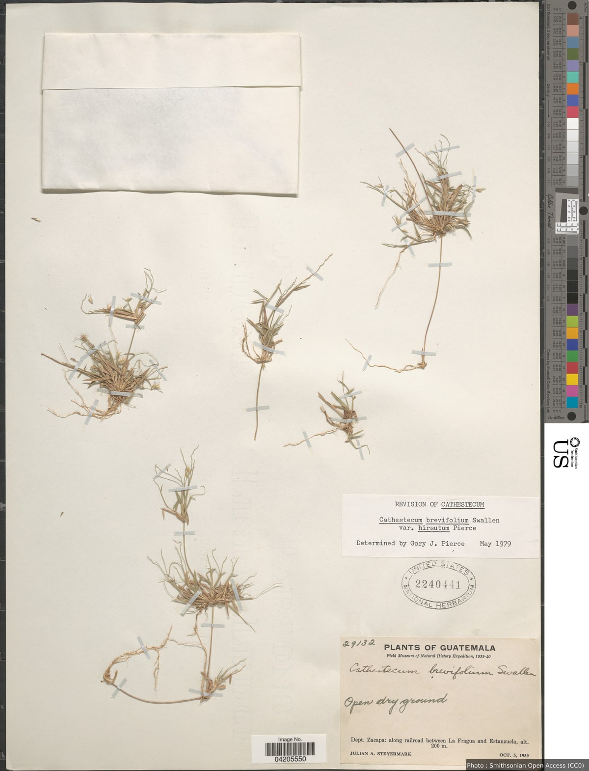 Bouteloua diversispicula var. hirsutum