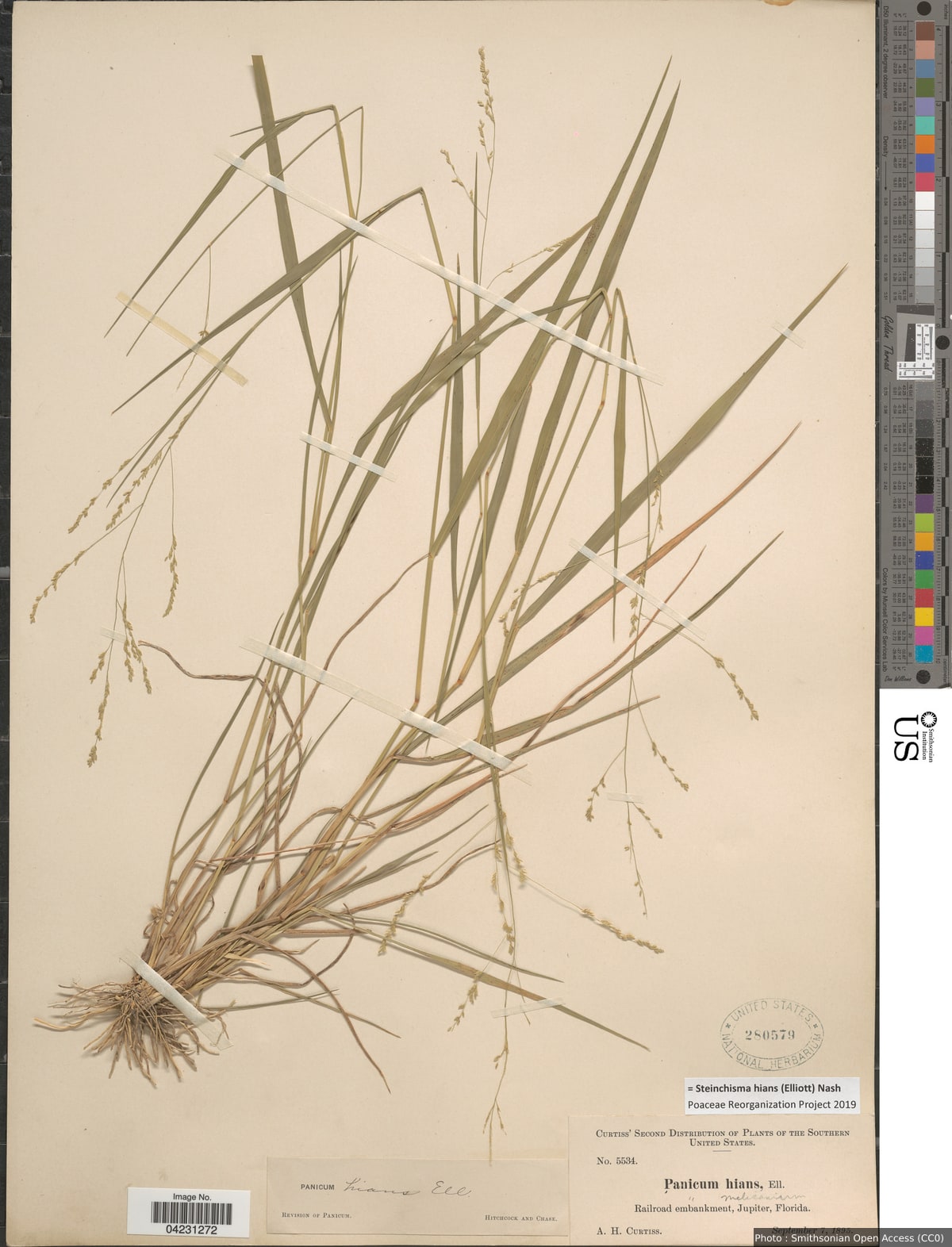 Steinchisma hians (Elliott) Nash