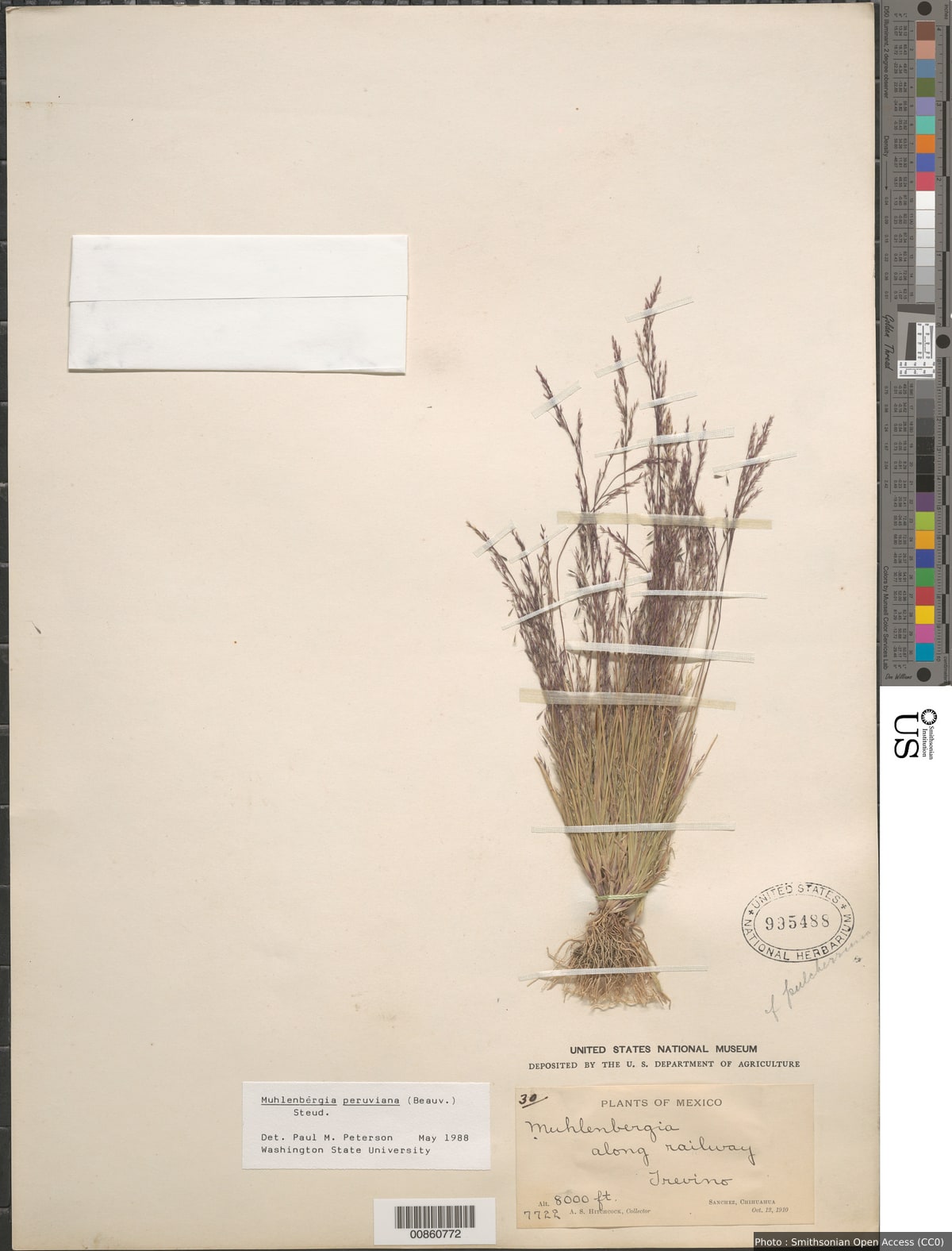 Muhlenbergia peruviana (P. Beauv.) Steud.