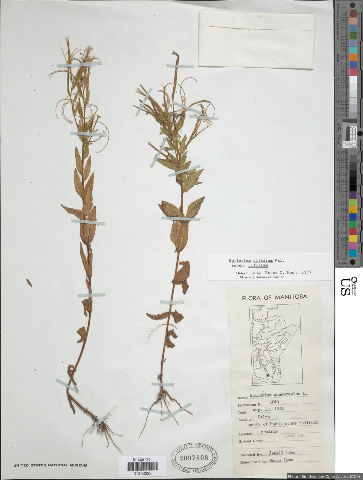 Epilobium ciliatum Raf. subsp. ciliatum