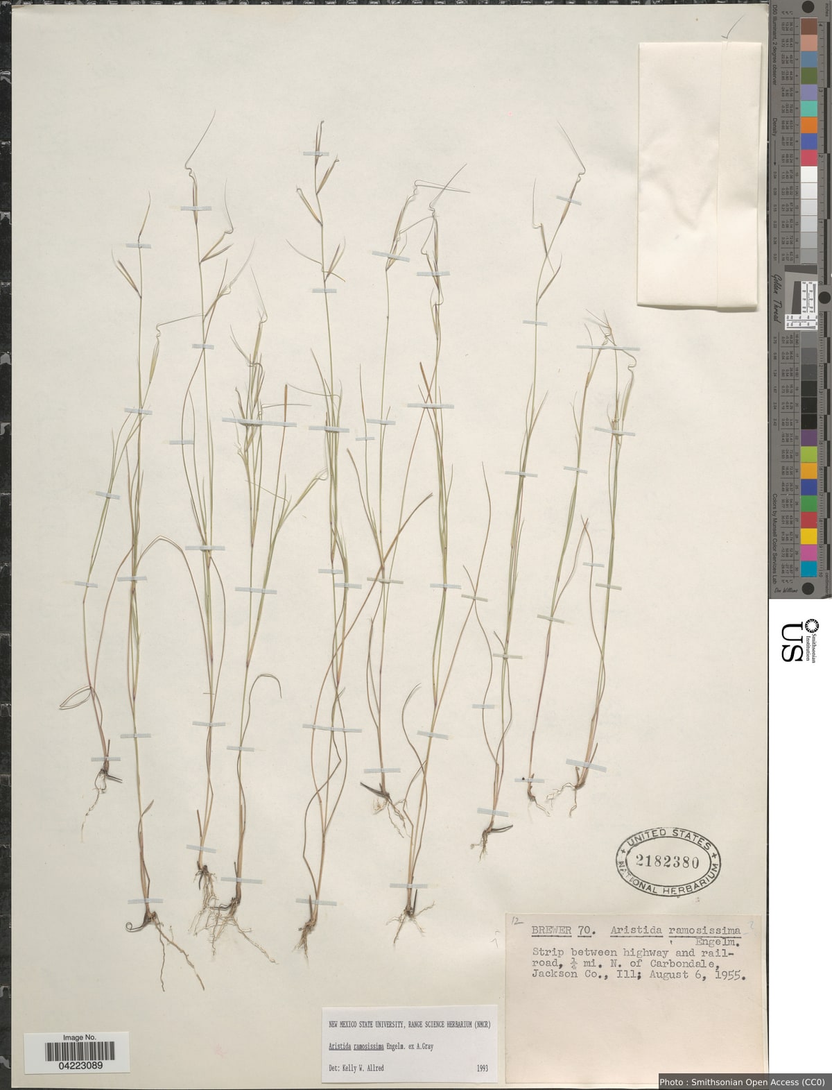 Aristida ramosissima Engelm. ex A. Gray