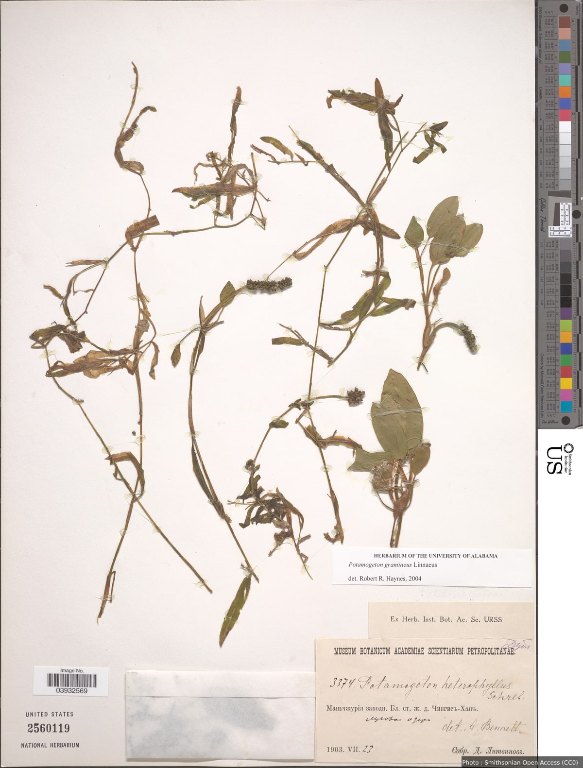 Potamogeton gramineus L.