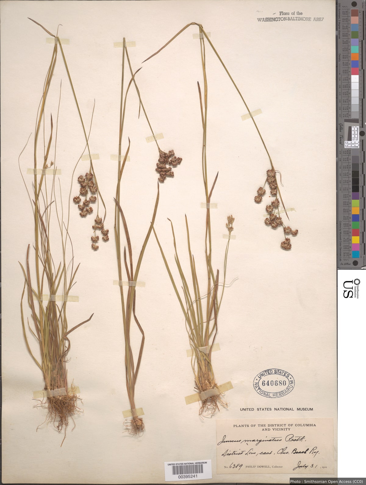 Juncus marginatus Rostk.
