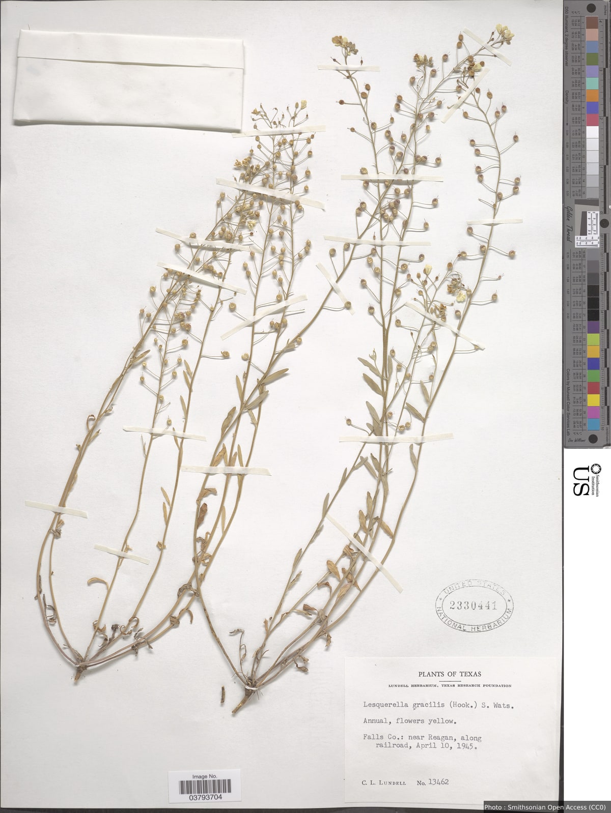 Lesquerella gracilis (Hook.) S. Watson