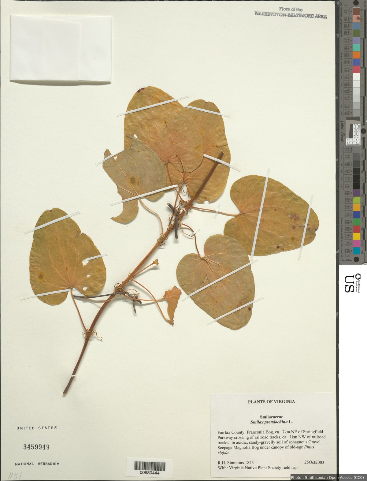 Smilax pseudochina L.