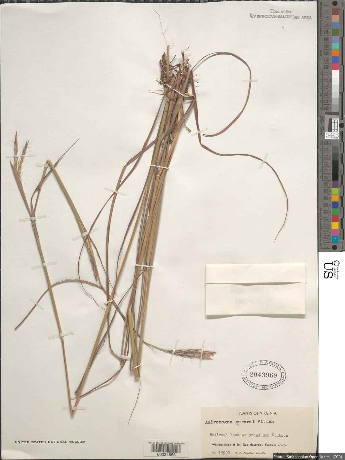 Andropogon gerardii Vitman