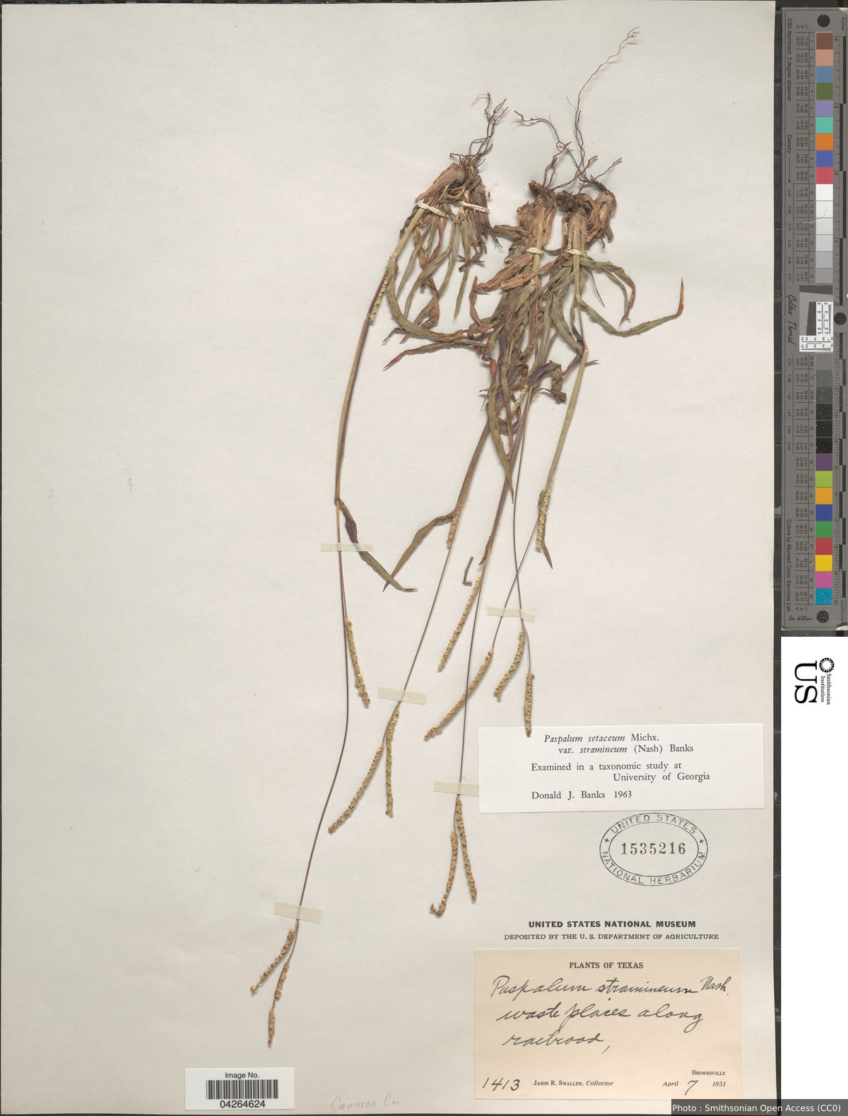 Paspalum setaceum var. stramineum (Nash) D.J. Banks