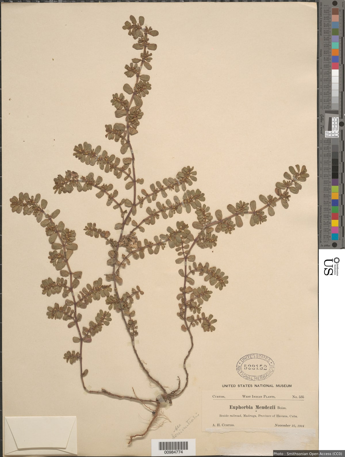 Euphorbia mendezii Boiss.