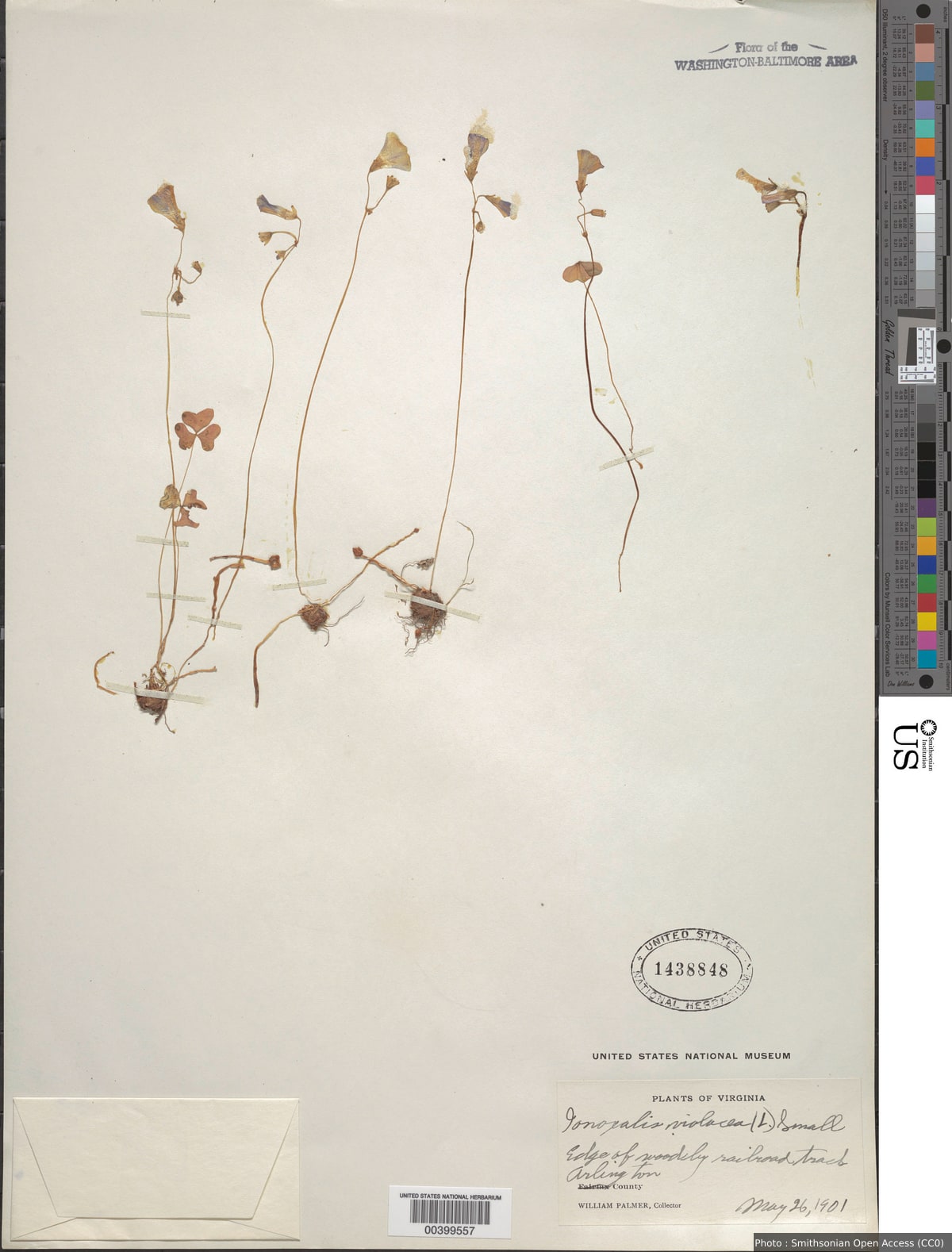 Oxalis violacea L.