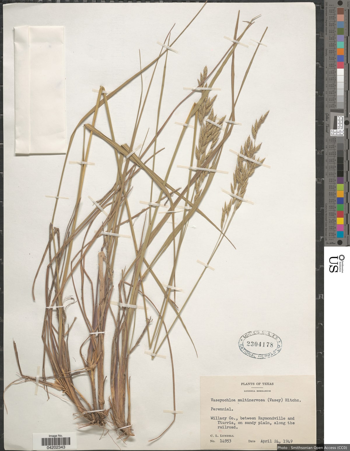 Vaseyochloa multinervosa (Vasey) Hitchc.