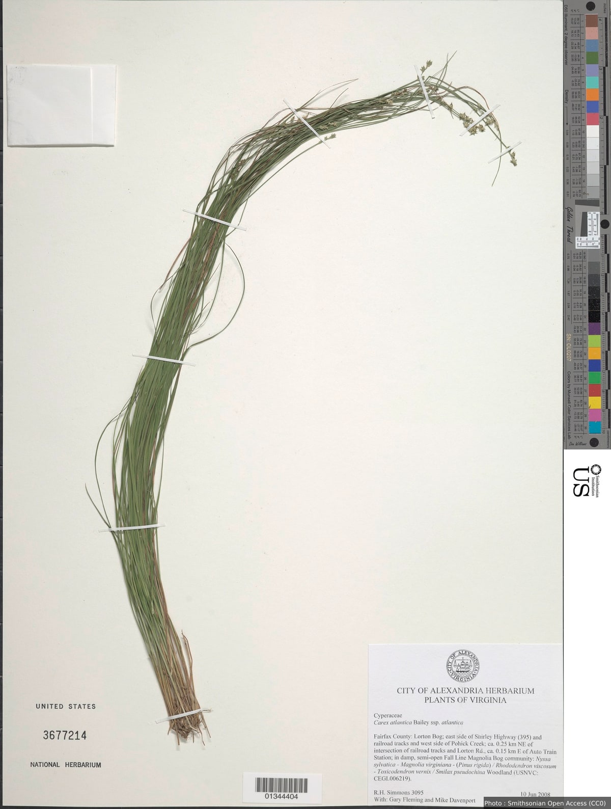Carex atlantica L.H. Bailey
