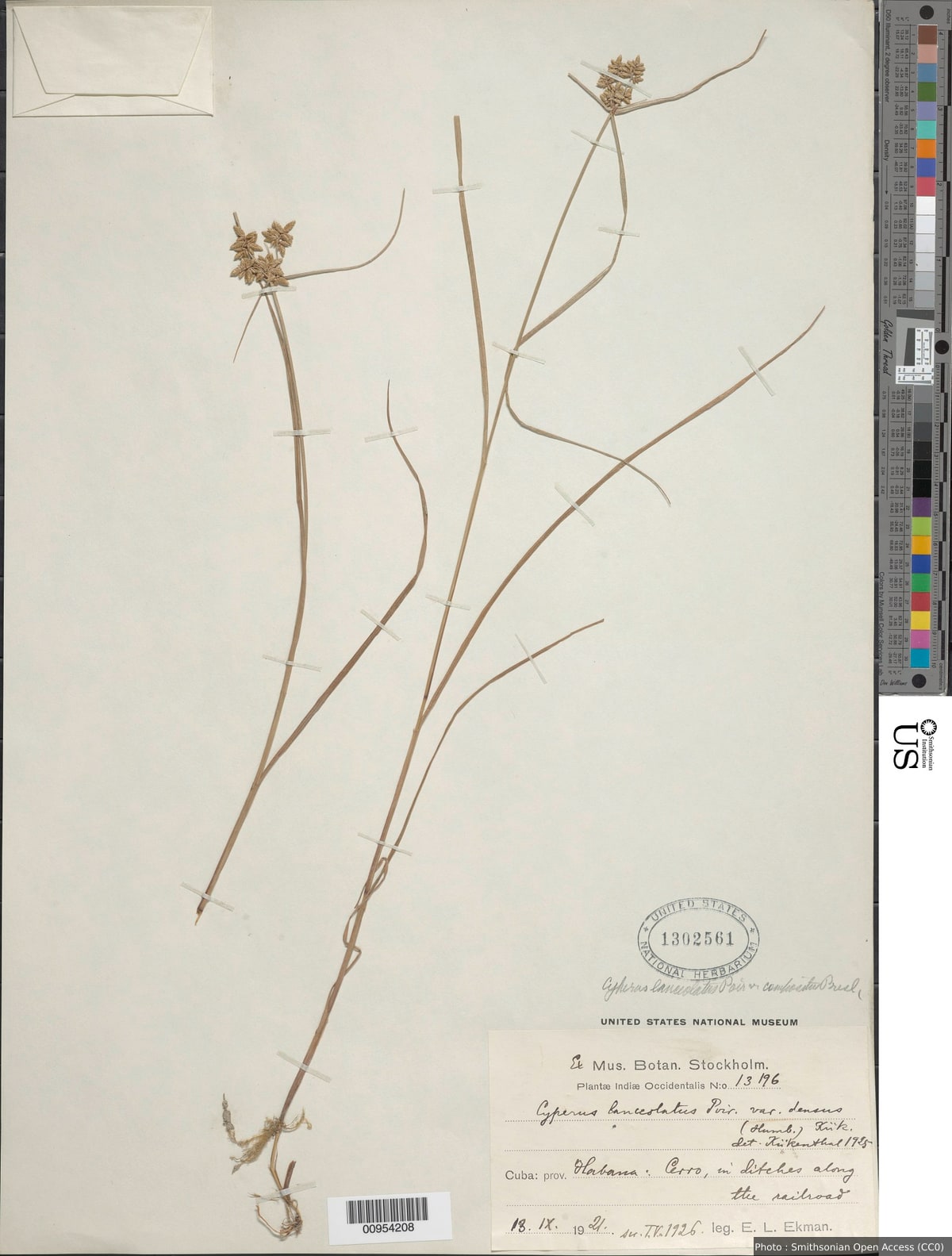 Cyperus lanceolatus Poir.