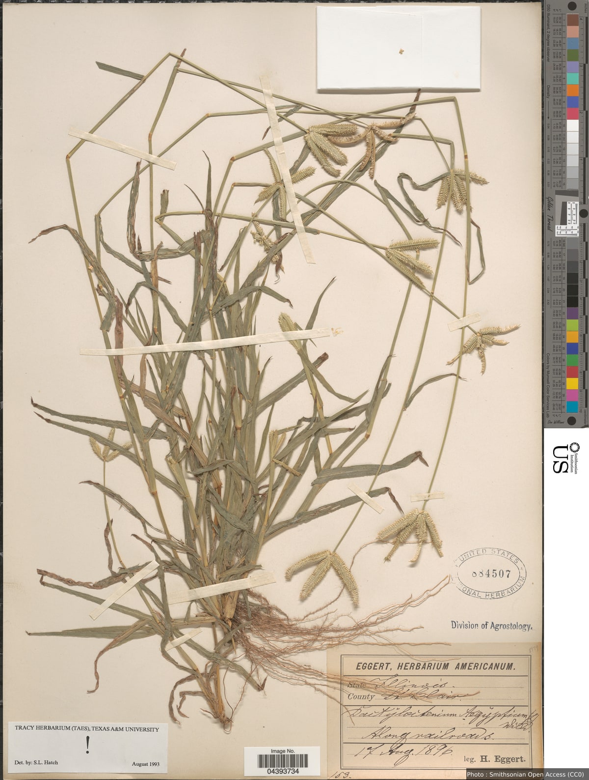Dactyloctenium aegyptium (L.) Richt.