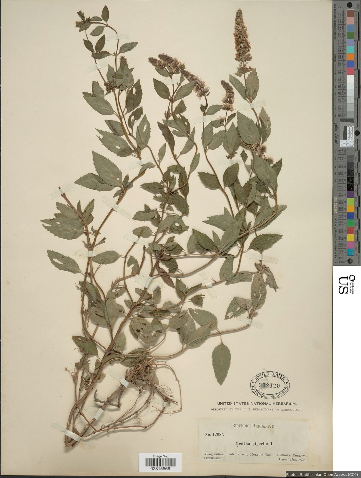 Mentha x piperita L.