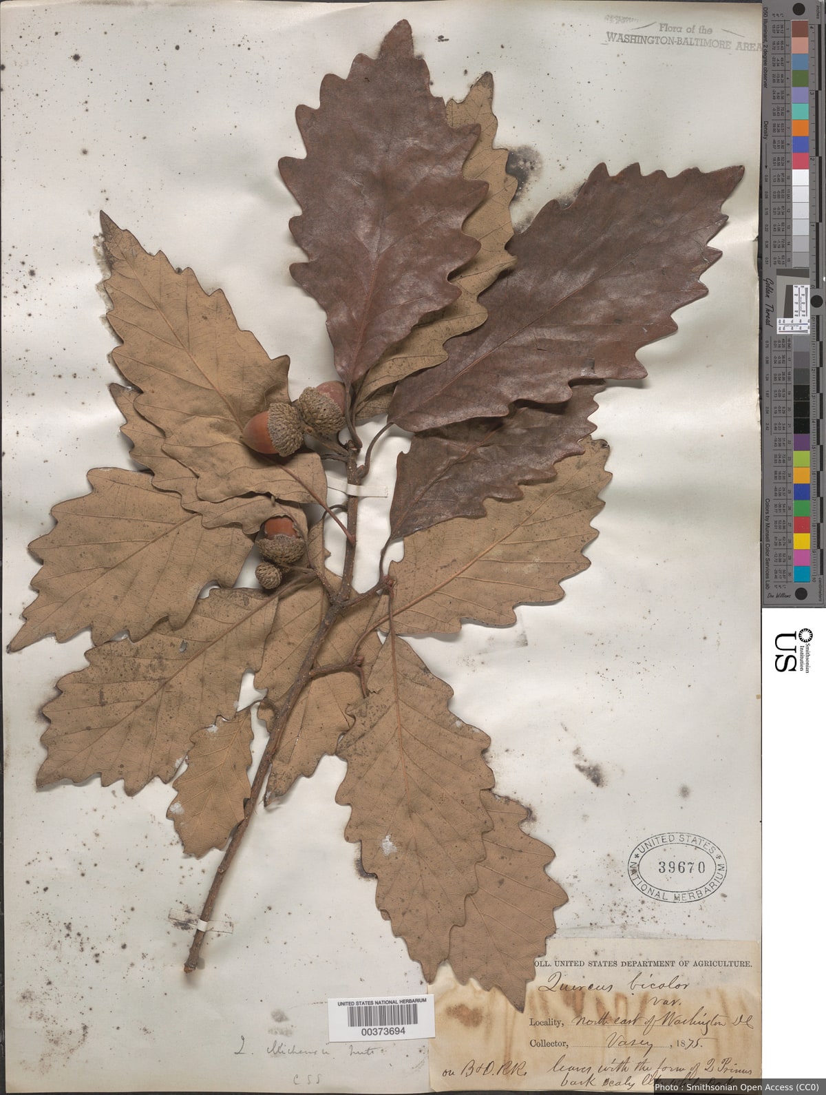 Quercus michauxii Nutt.