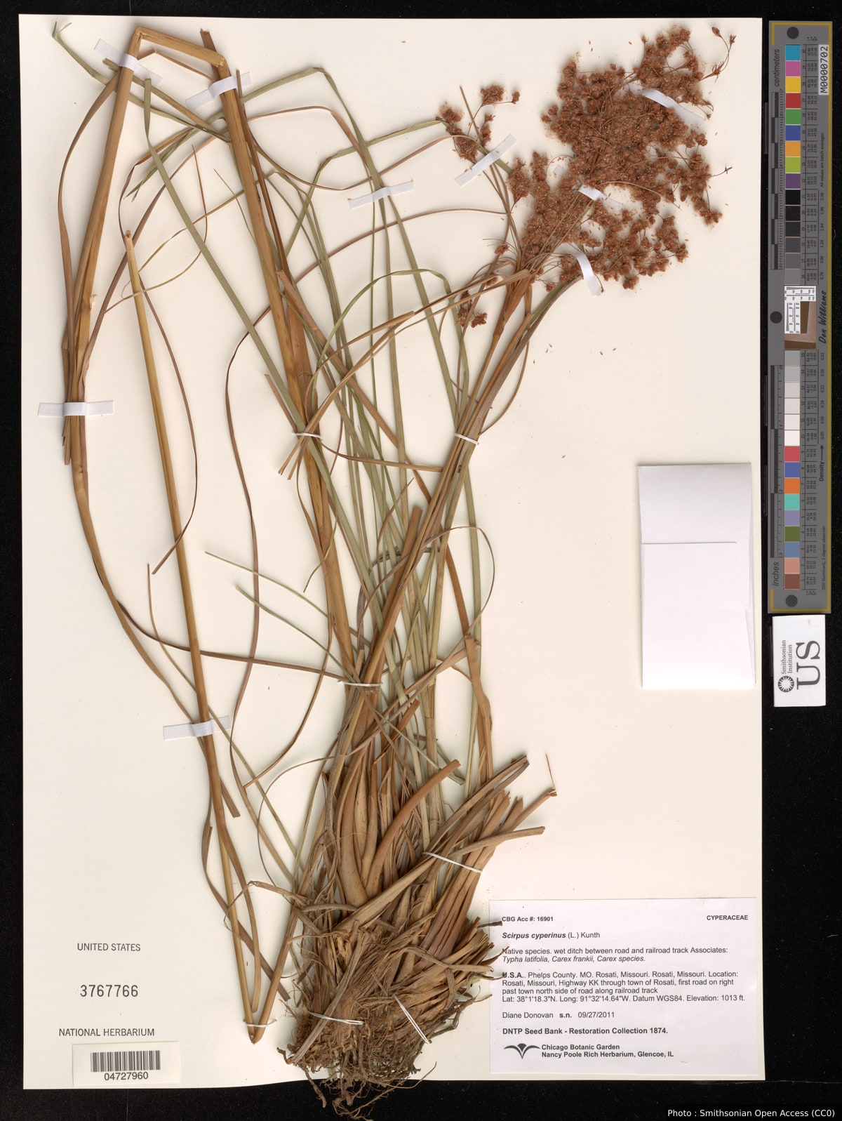 Scirpus cyperinus (L.) Kunth